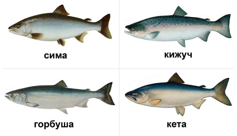 Форель кижуч кета различия