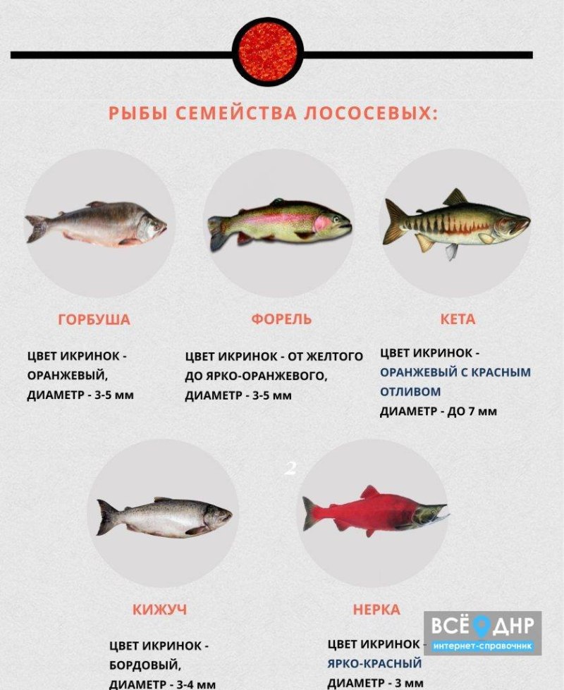Красная рыба названия список