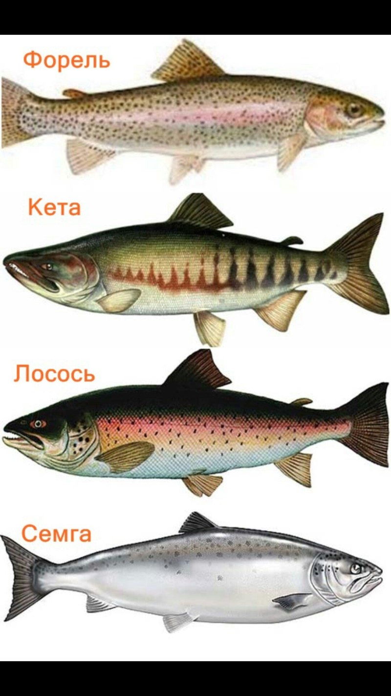 Горбуша и форель