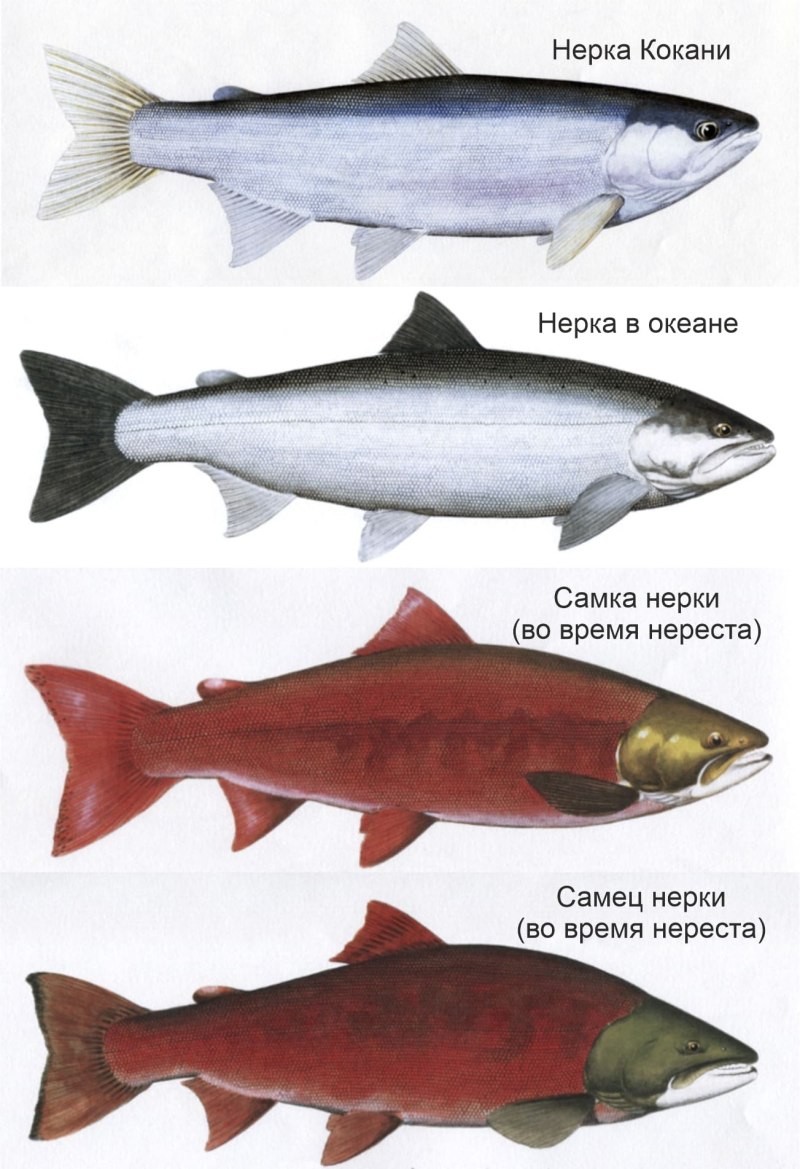 Нерка кокани