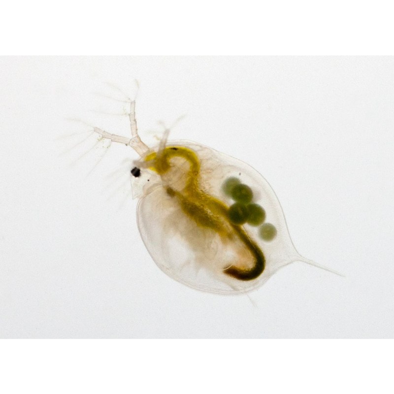 Дафнии Daphnia Magna