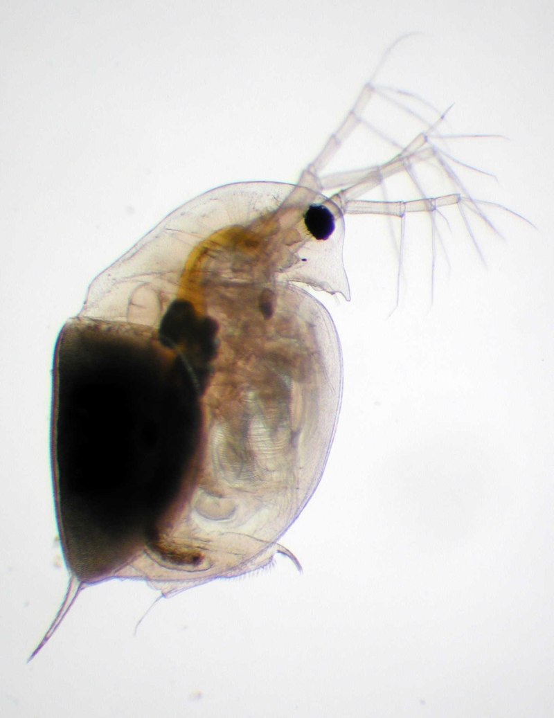 Daphnia pulex
