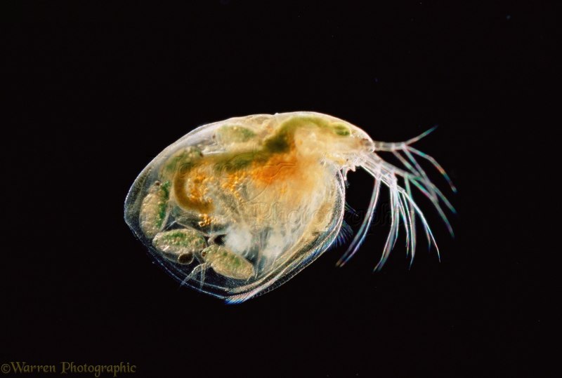 Дафния Магна Daphnia Magna Straus