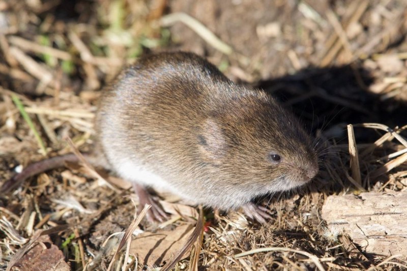 Обыкновенная полевка Microtus arvalis
