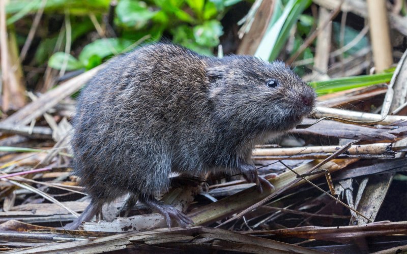 Ареал Microtus oeconomus