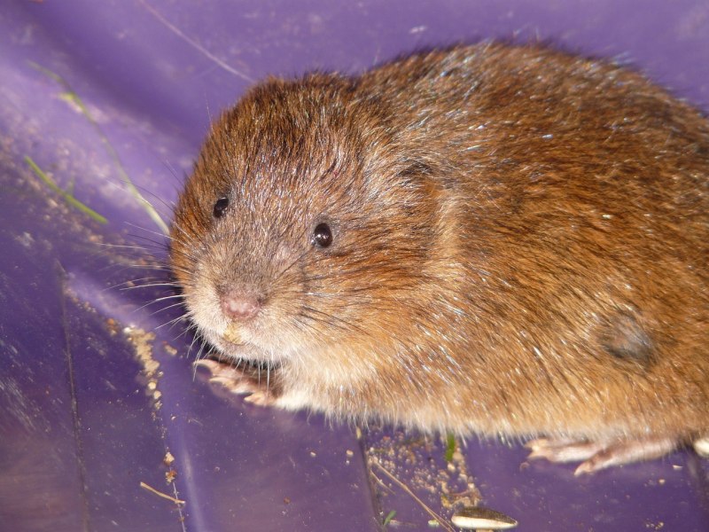 Arvicola terrestris