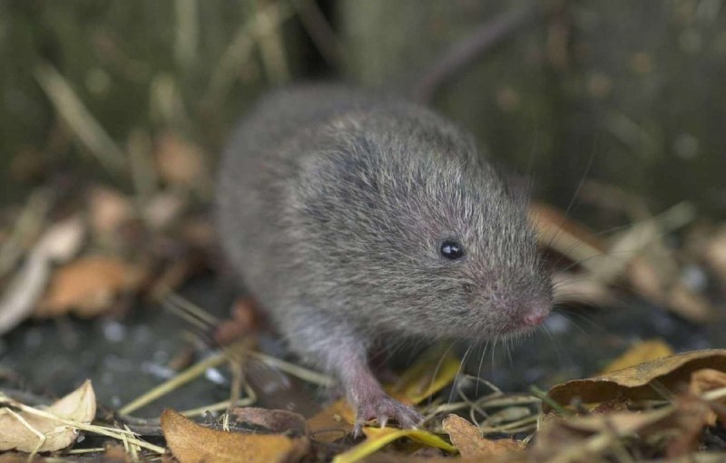Луговая полёвка Microtus pennsylvanicus