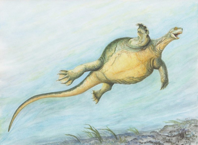 Eorhynchochelys sinensis