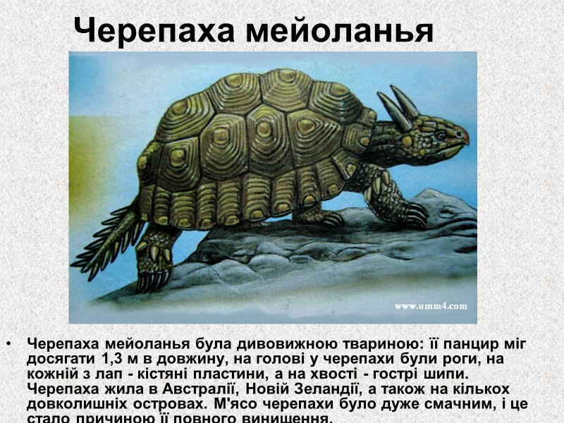 Черепаха Мейолания