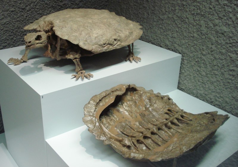 Proganochelys quenstedti