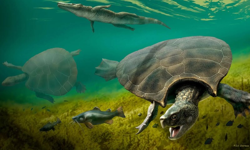 Stupendemys Geographicus