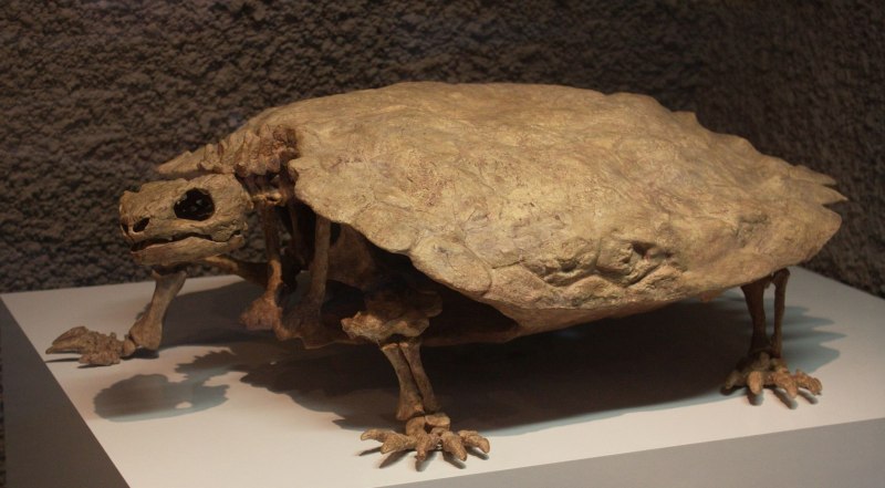 Proganochelys quenstedti