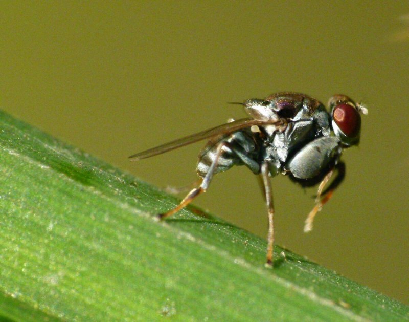 Ochthera chalybescens
