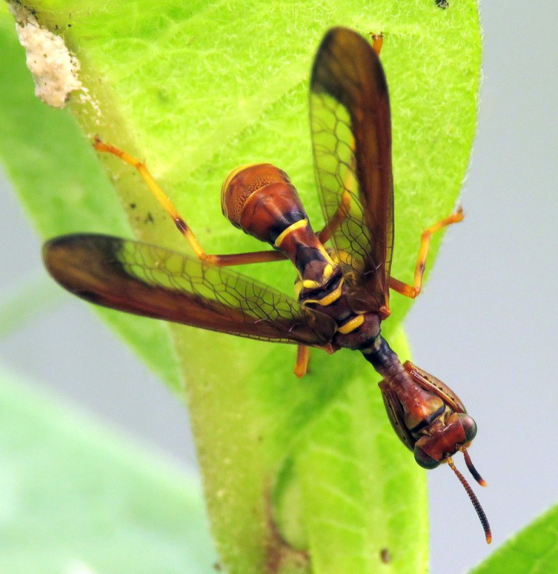 Climaciella brunnea
