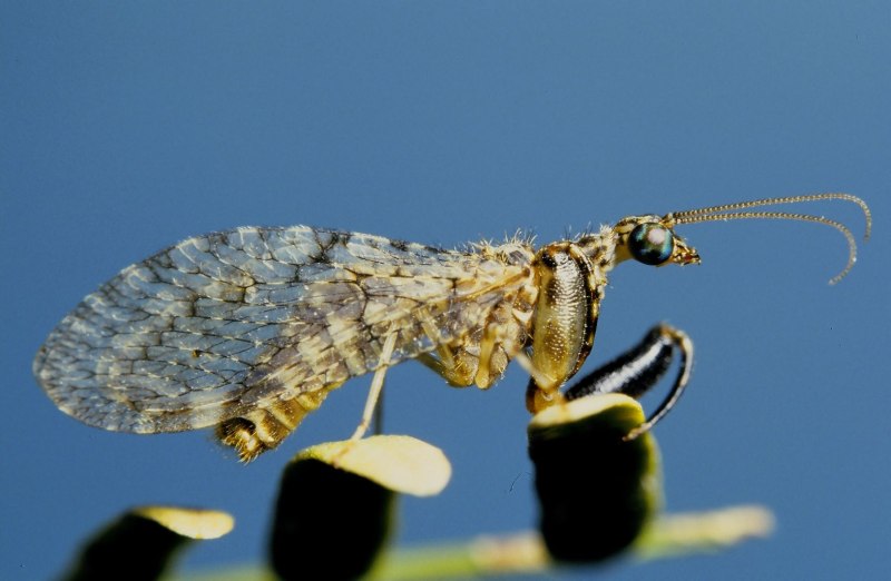 Neuroptera личинки
