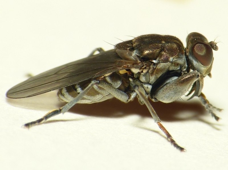 Ochthera Mantis