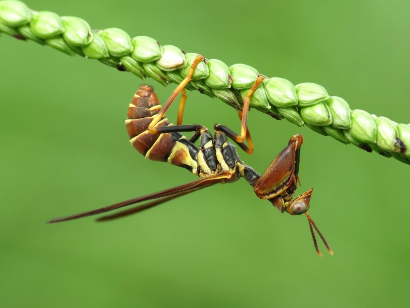 Climaciella brunnea