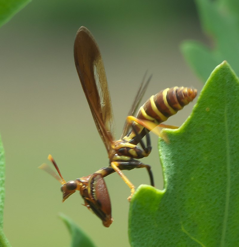Climaciella brunnea