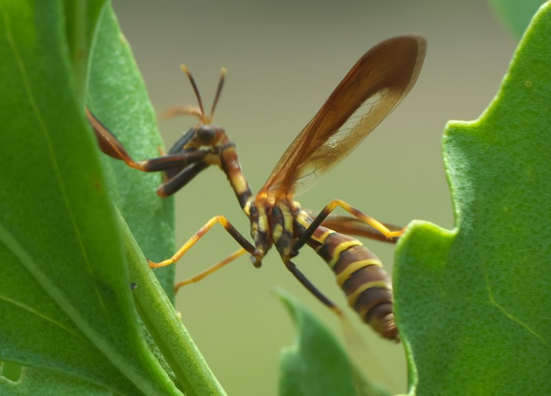 Мантиспида Climaciella brunnea