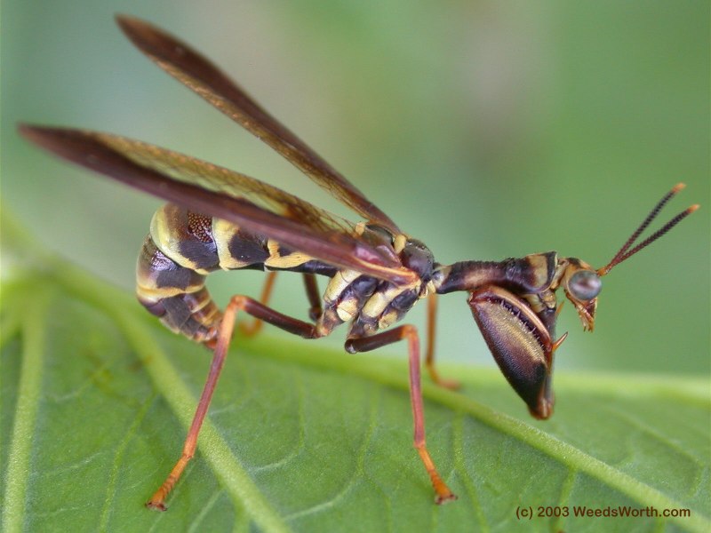 Mantispa styriaca