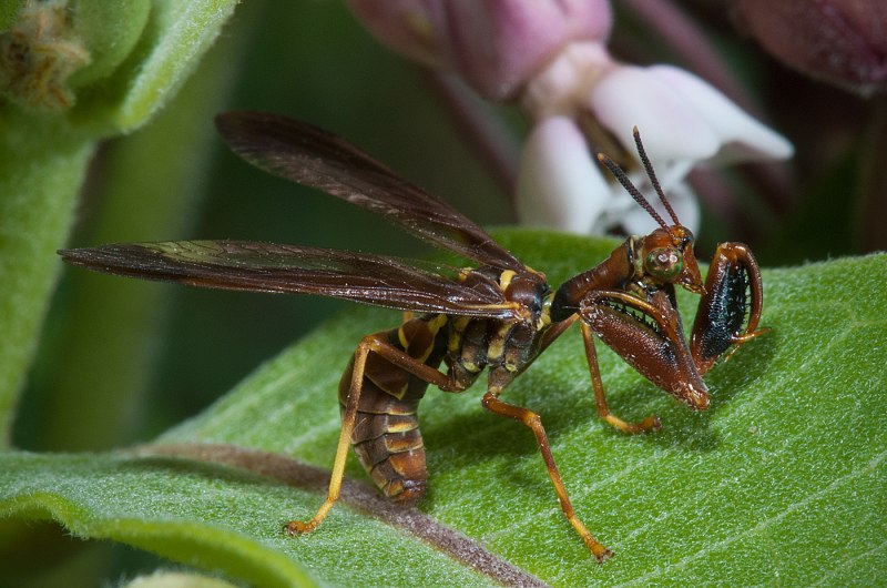 Climaciella brunnea