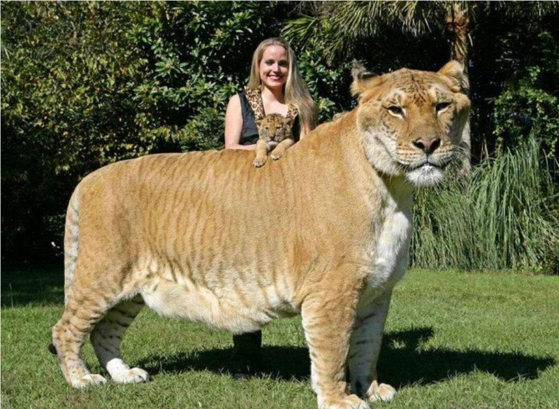 Лигр и тигролев Геркулес