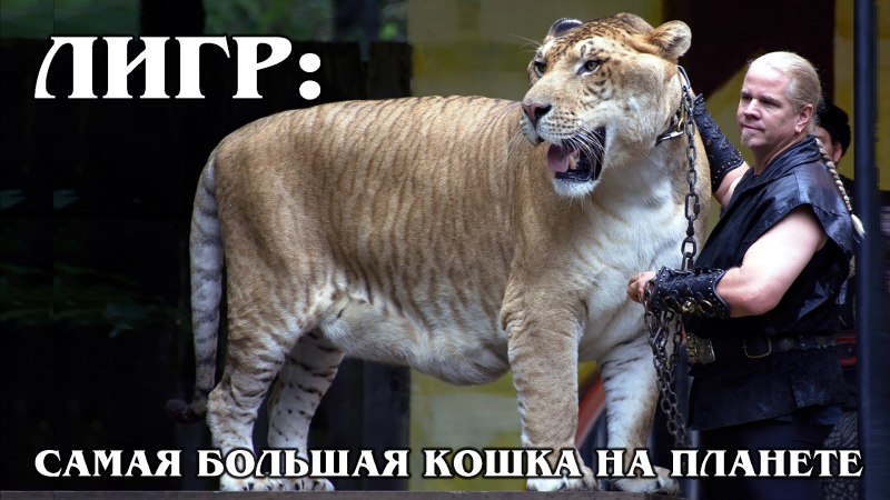 Гибрид белого тигра и Льва