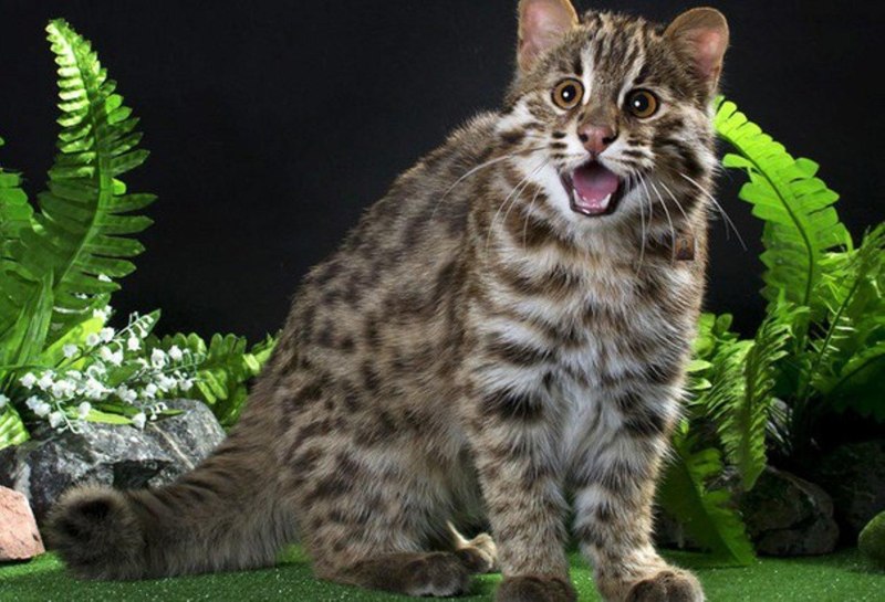 Дальневосточный Лесной кот (леопардовая кошка).