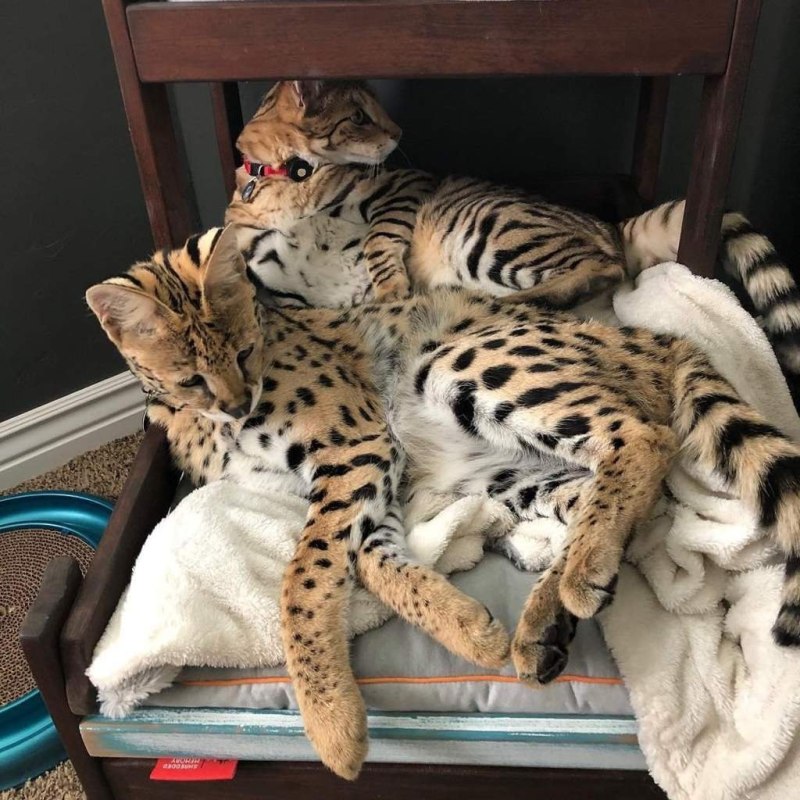 Дикие домашние кошки