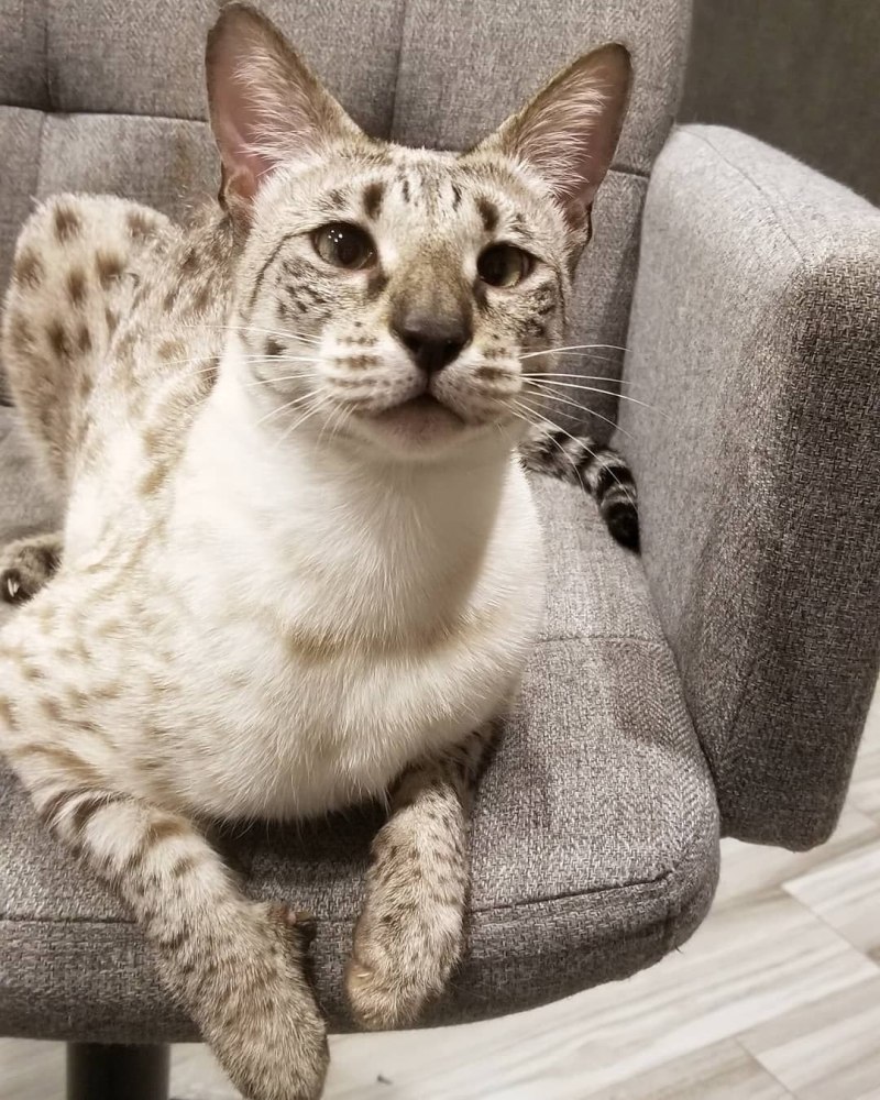 Гибриды кошек