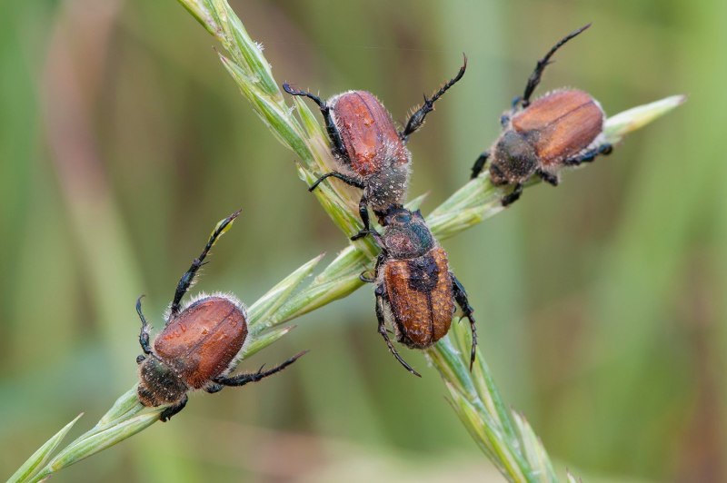 Хлебный Жук (Anisoplia austriaca)