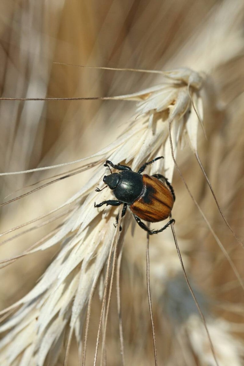 Хлебный Жук (Anisoplia austriaca)