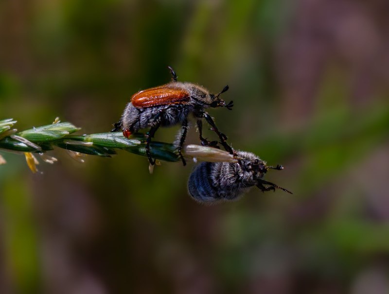 Хлебный Жук (Anisoplia austriaca)