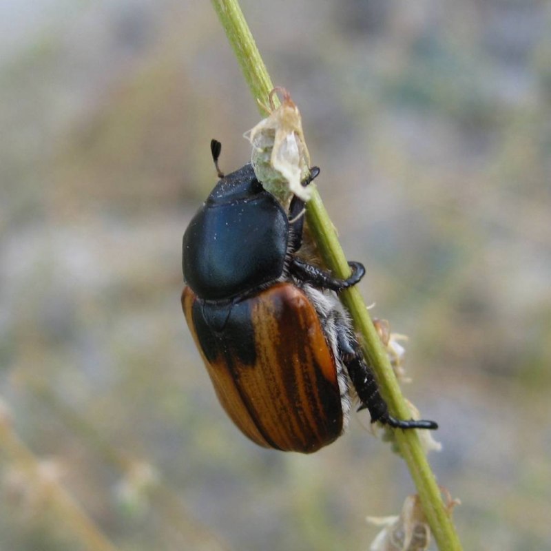 Хлебный Жук (Anisoplia austriaca)