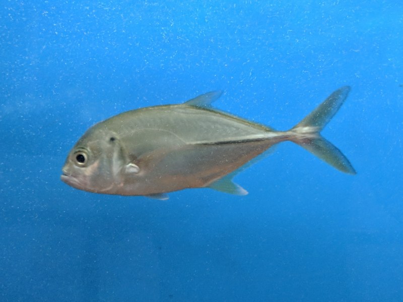 Trachinotus baillonii