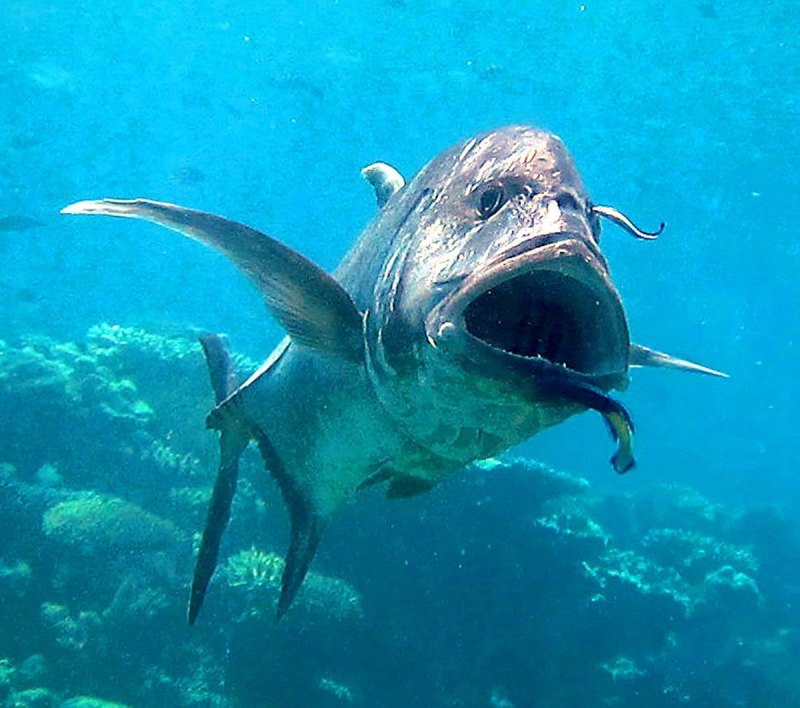 Giant Trevally