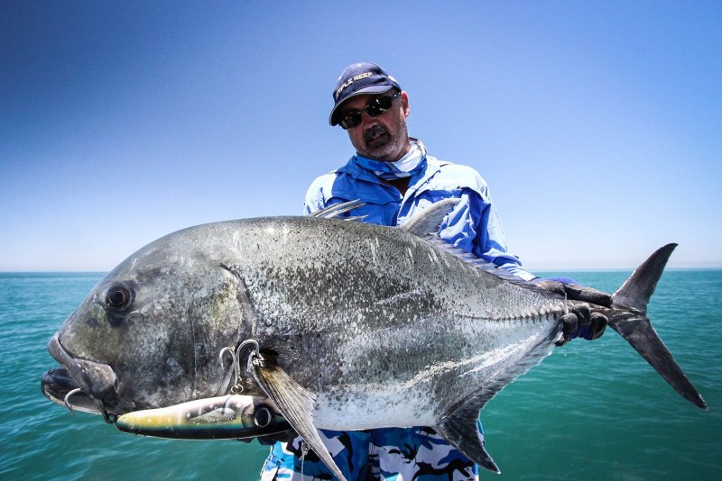 Gt giant Trevally