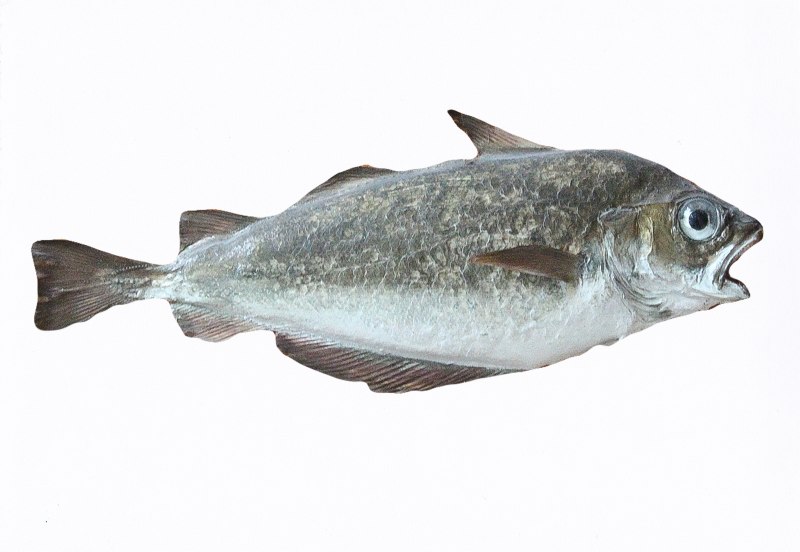 Тресочка Эсмарка (Trisopterus esmarkii)