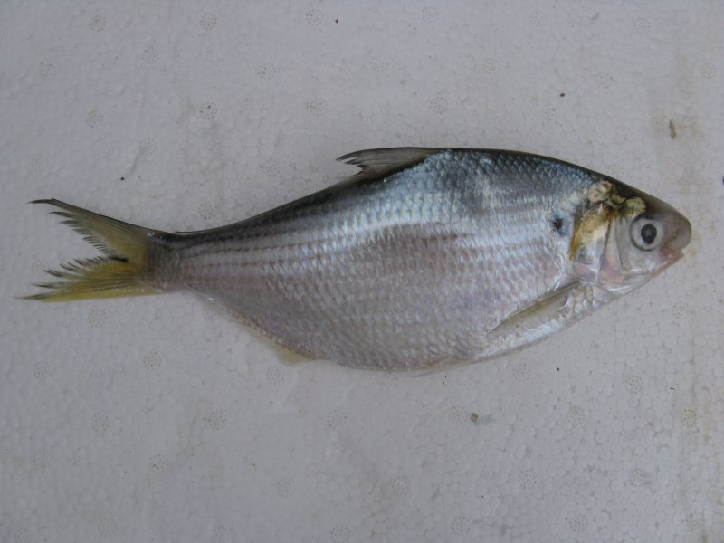 Clupanodon thrissa