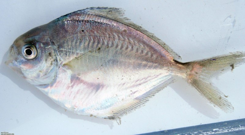 Peprilus triacanthus