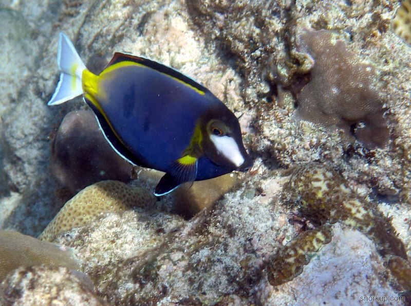Японский хирург Acanthurus japonicus