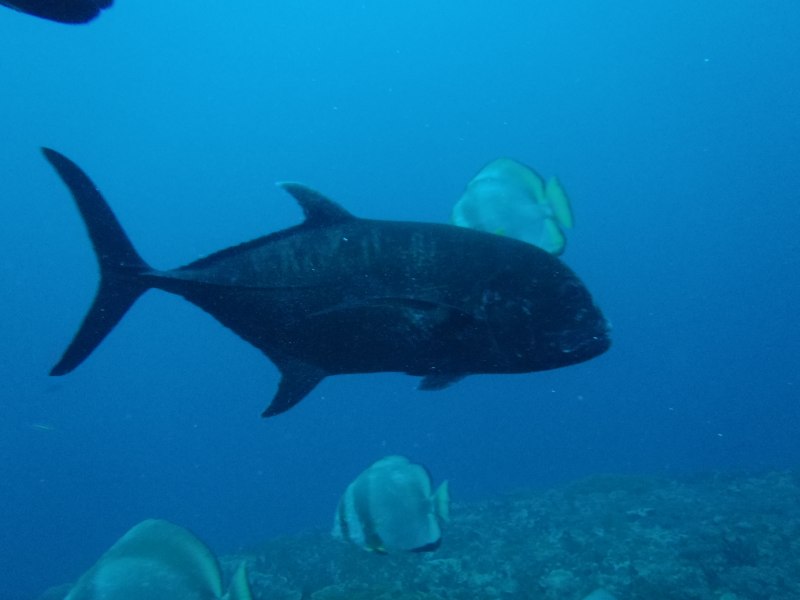 Giant Trevally