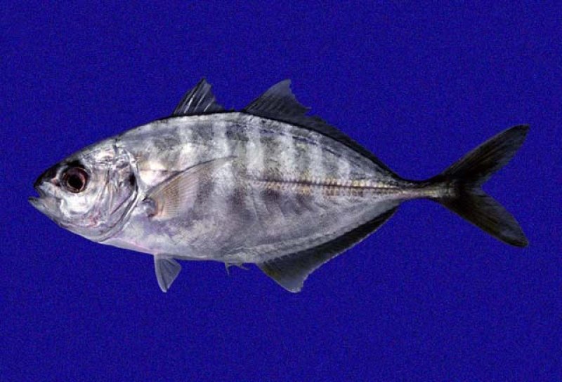 Caranx vinctus