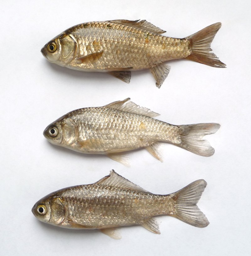 Серебряный карась (Carassius gibelio)