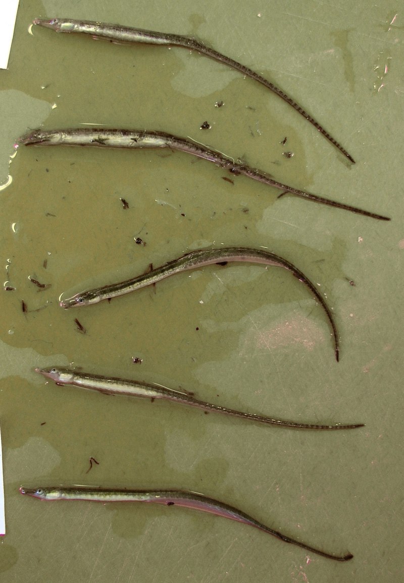 Syngnathus rostellatus