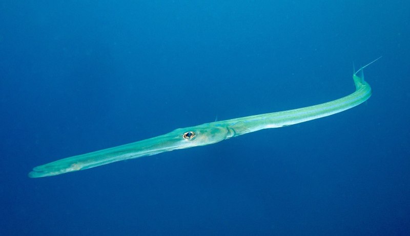 Fistularia commersonii