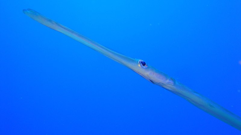 Рыба игла красное море