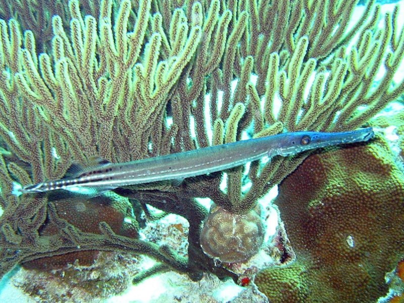 Fistularia commersonii