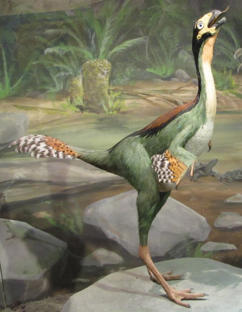 Динозавра Caudipteryx
