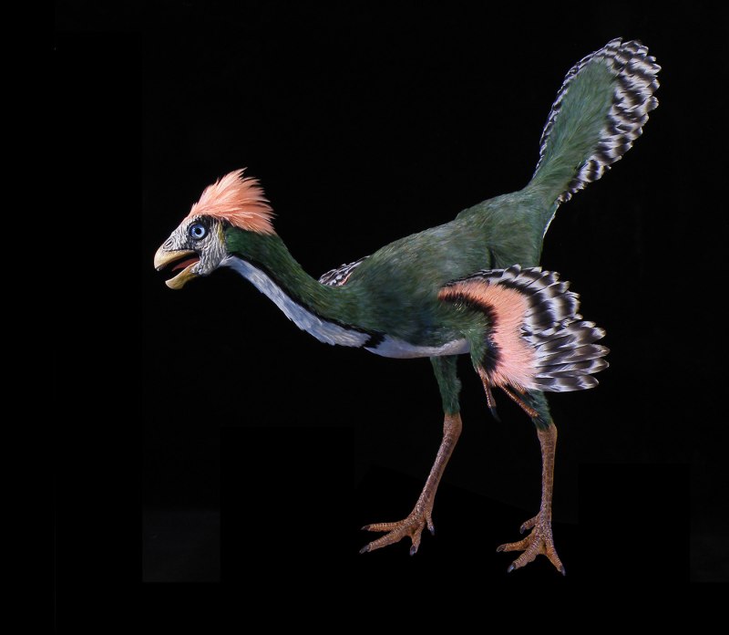 Caudipteryx Zoui